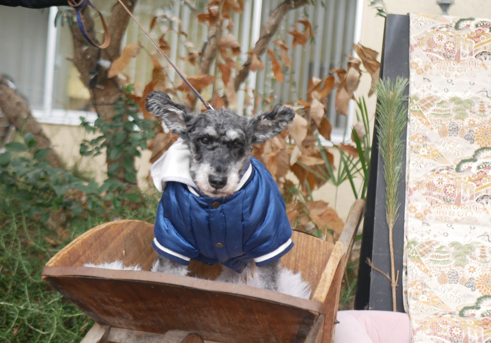 1月4日のわんこたち①