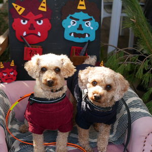 1月19日のわんこたち