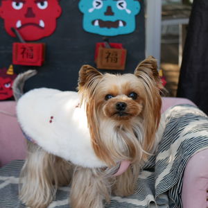 わんこ 1月25日のわんこたち②