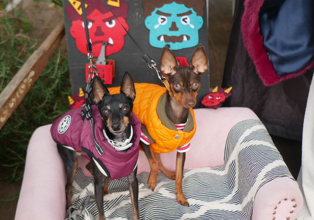 1月25日のわんこたち②