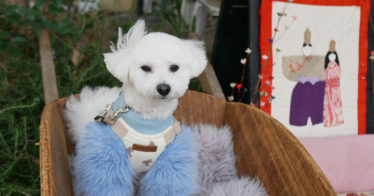 2月22日のわんこたち②