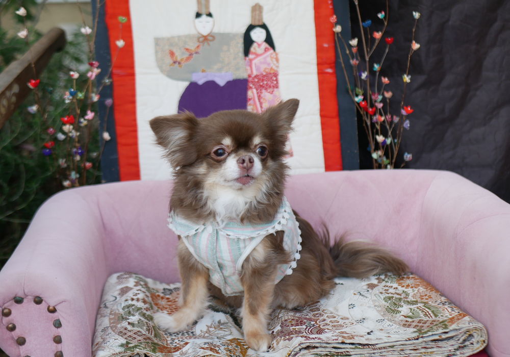 2月22日のわんこたち②