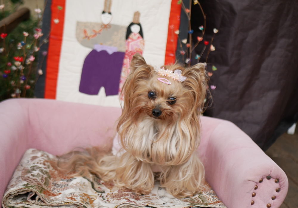 2月22日のわんこたち②