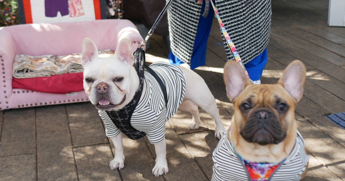 2月23日のわんこたち①