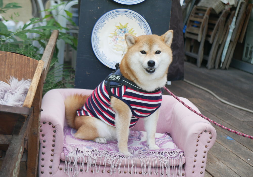 7月21日のわんこたち