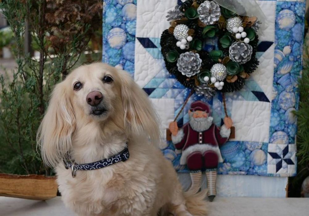 12月13日 今日のわんこ 広島のワイズドッグカフェ ル ジャルダンのブログをご覧ください